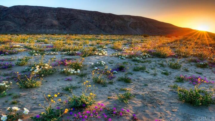 Property Photo:  0 Palm Canyon Dr  CA 92004 