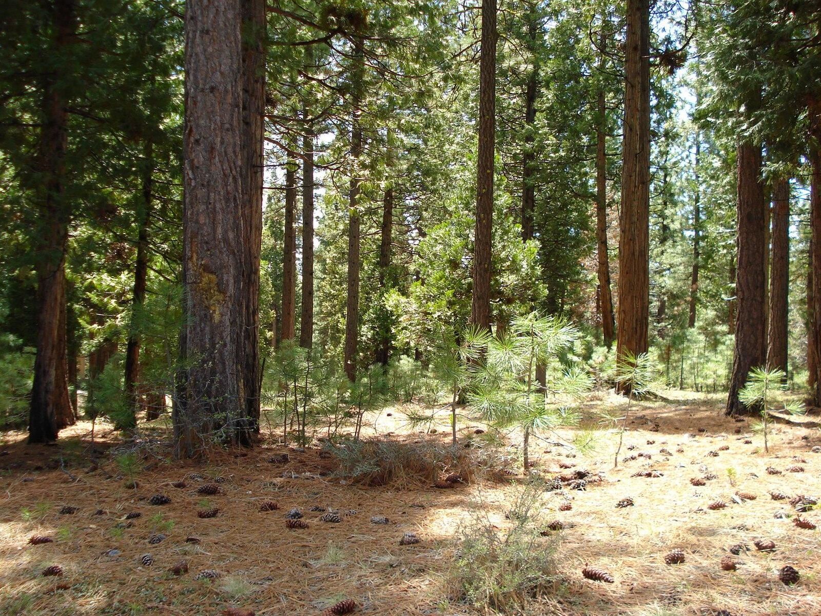 Property Photo:  745 Blacktail Ridge  CA 96122 