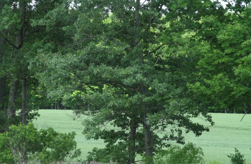 Property Photo:  0 West Road  PA 16426 