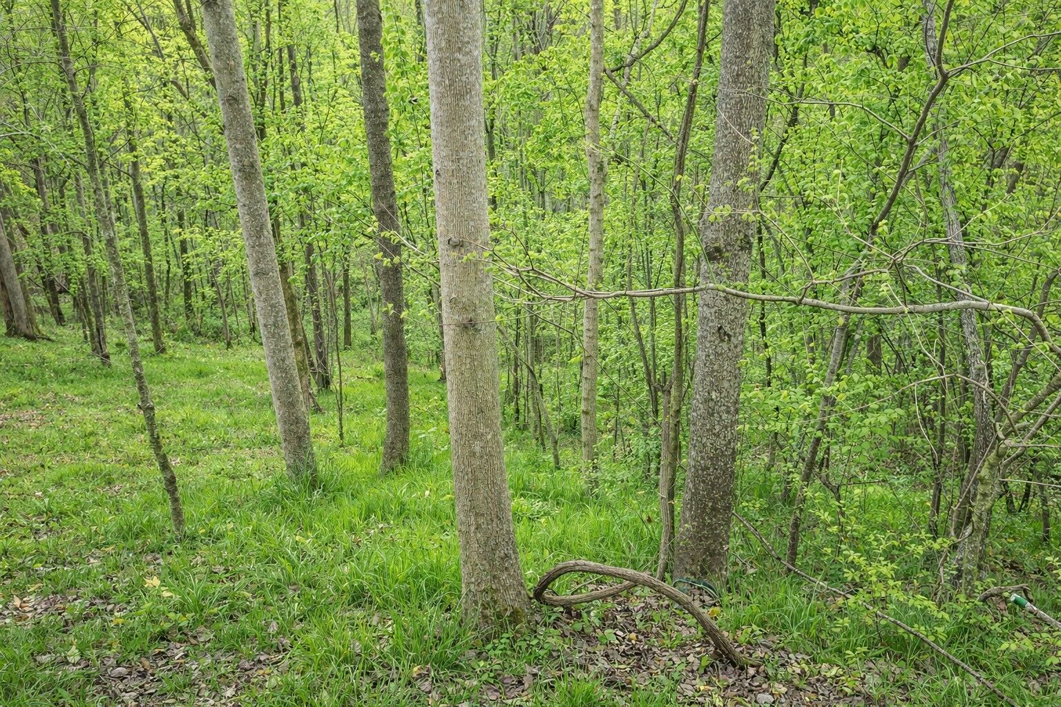 Property Photo:  114 Shoreside Dr  TN 37166 