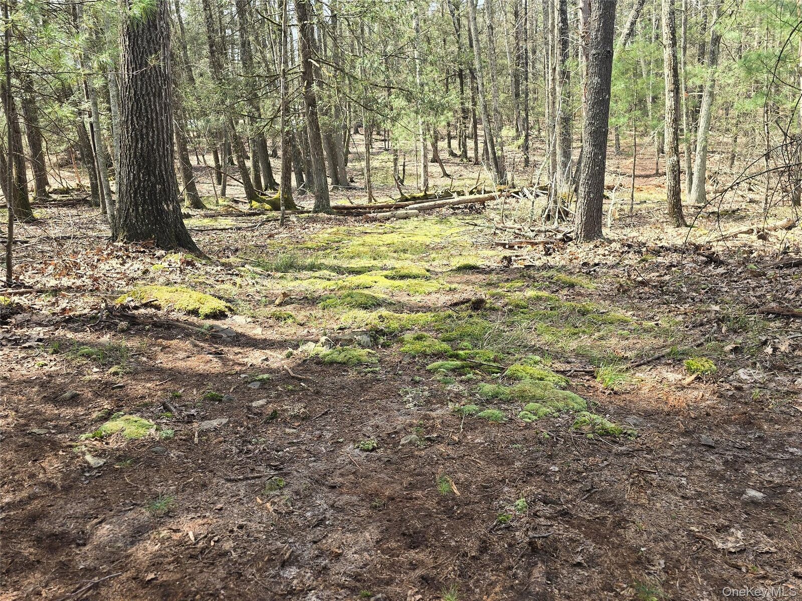 Property Photo:  Lot 5 Evergreen Drive  NY 12477 