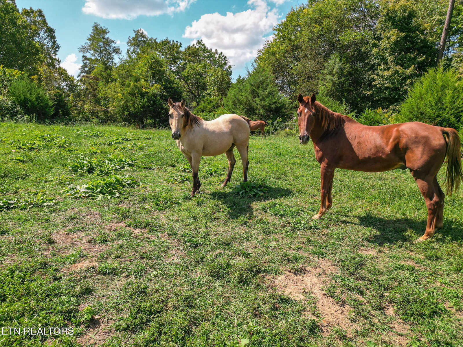 Property Photo:  2733 Shipe Rd  TN 37806 