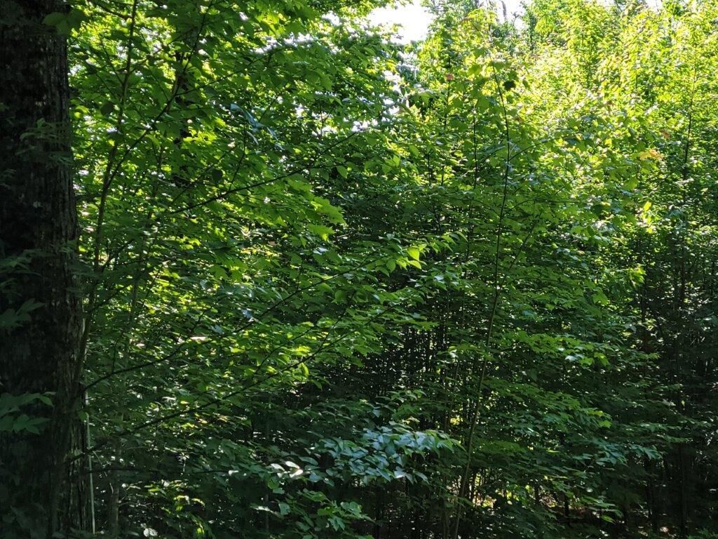 Property Photo:  Lot 26 Presidential View Lane  NH 03574 