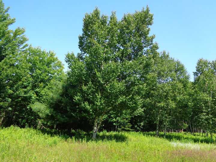 Property Photo: Lot 19 Bailey Mountain Road ME 04634