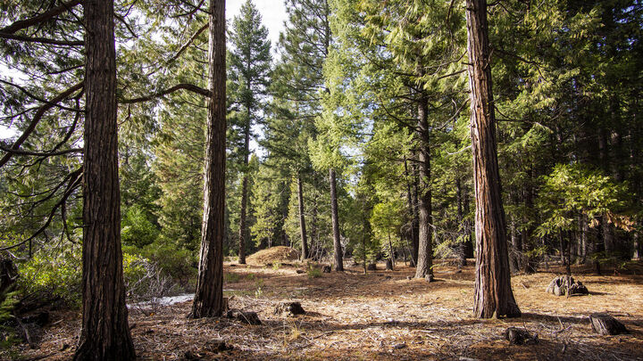 Property Photo:  Lot 1 Ritts Mill Road  CA 96088 
