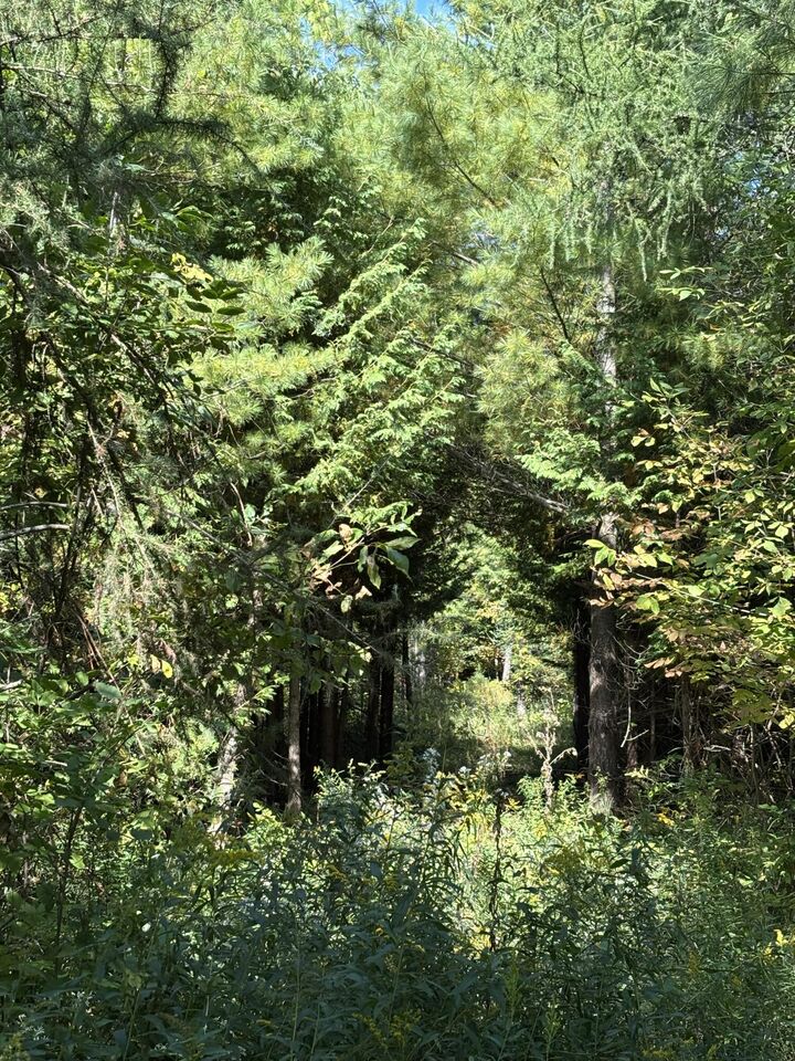 Property Photo:  68.21 Ac Salina Road  MI 49753 