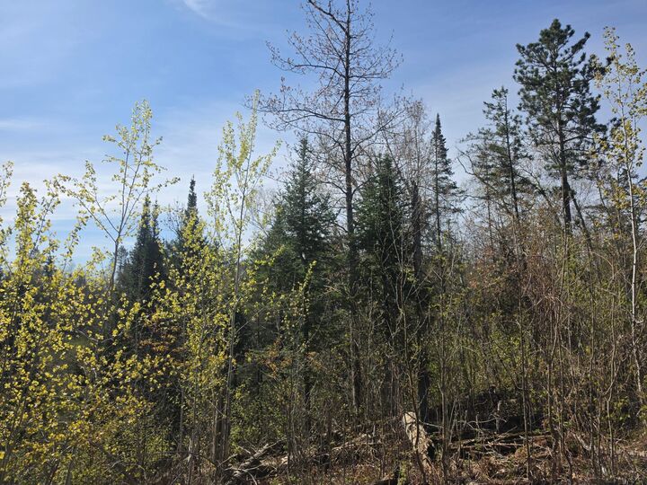 Property Photo: Tbd S Thunder Lake Drive NE MN 56672