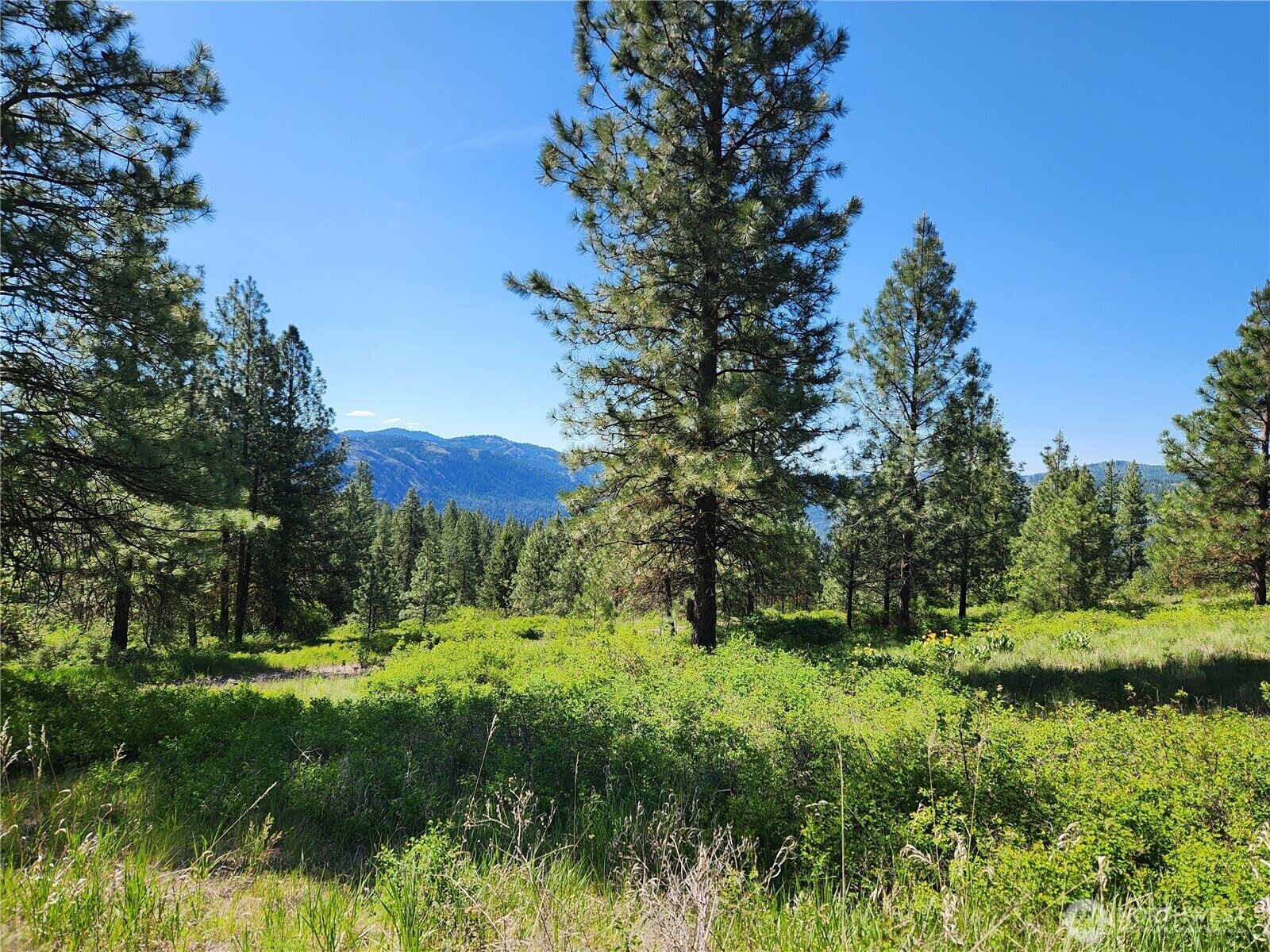 Property Photo:  0  Gold Mountain Road  WA 99166 