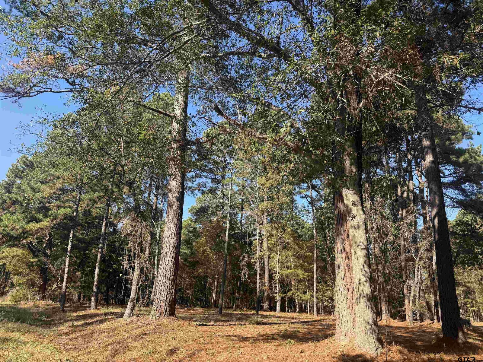 Property Photo:  186 Susan Dr  TX 75757 