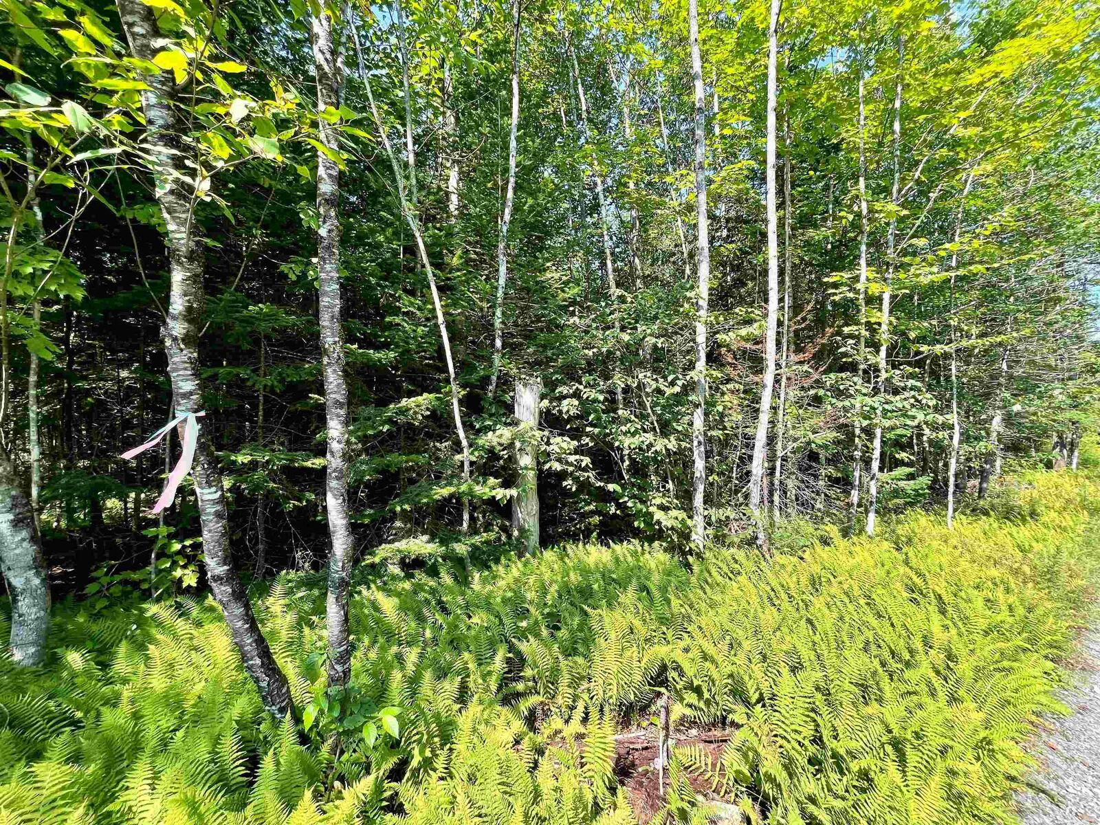 Property Photo: 501 Martins Pond Lane VT 05862
