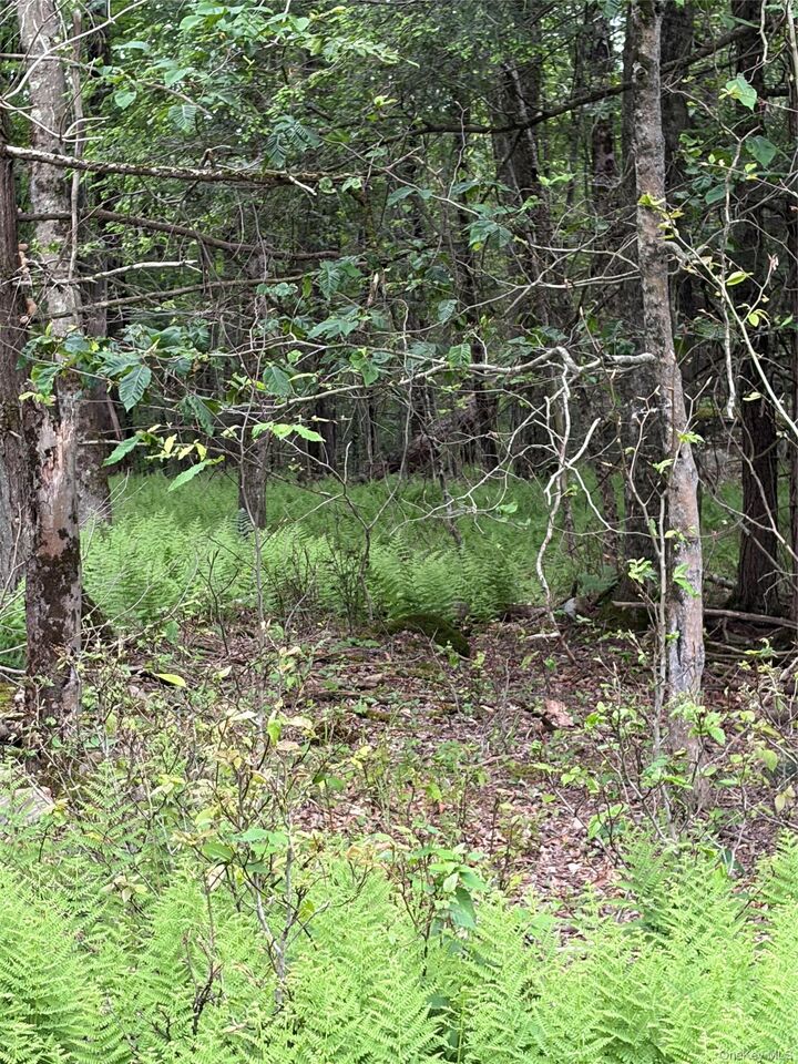 Property Photo:  651 Creamery Road  NY 12701 
