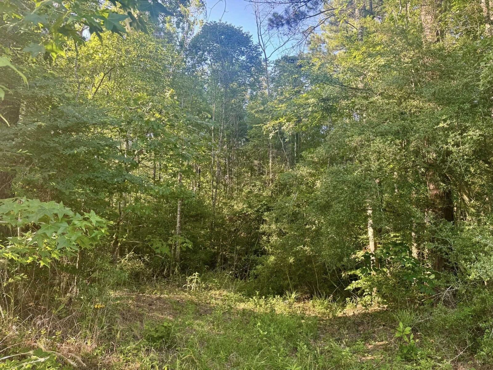 Property Photo: Tbd County Road 1039 TX 75932-9999