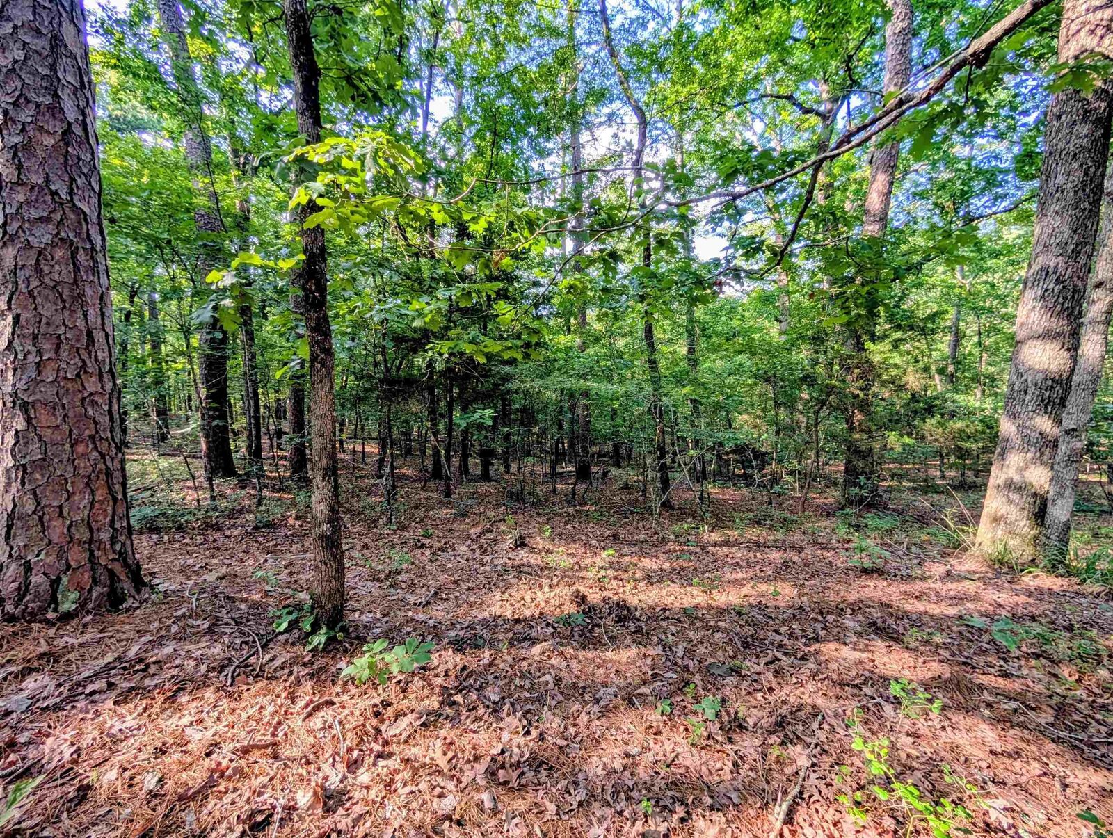 Property Photo:  198 Cathedral Pines  AR 71953 
