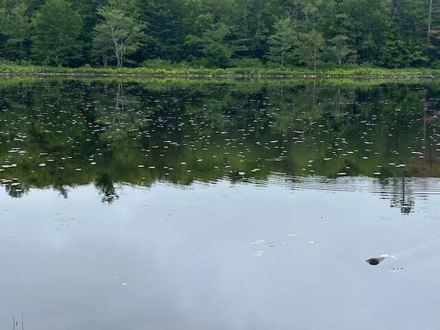 117 Shore Road — photo 1