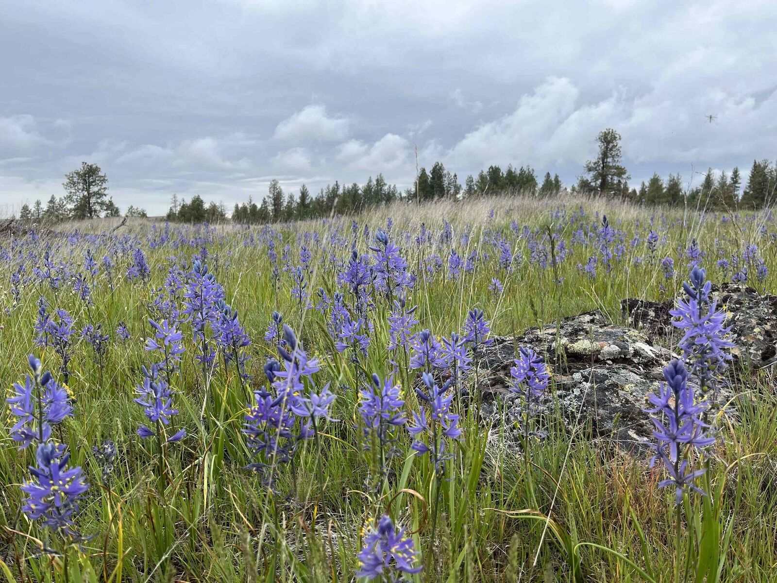 Property Photo: 21xxx S Harrison Rd WA 99008