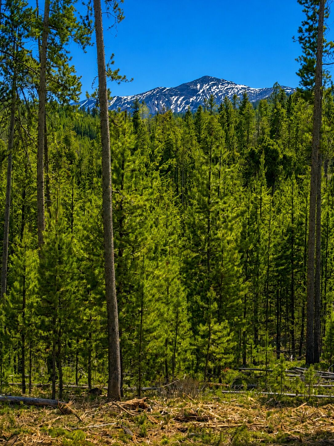 Property Photo:  Lot 8 Tbd Mitchell Lane  MT 59711 