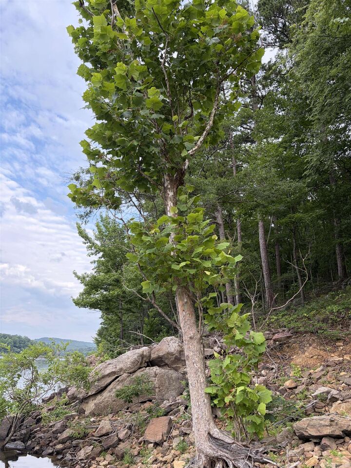Property Photo: Bear Mountain Rd. AR 72130