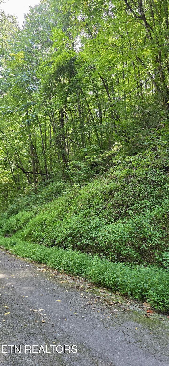 Property Photo:  Lot 29 Black Walnut Flats Rd  TN 37862 