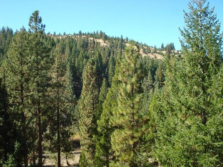 Property Photo: 357 Big Grizzly 4 CA 96122
