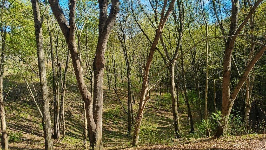 Property Photo: 0 Blackberry Ridge Way TN 37166