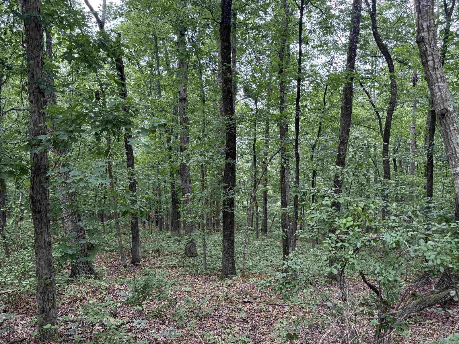 Property Photo:  Pine Drive  AR 72543-7790 