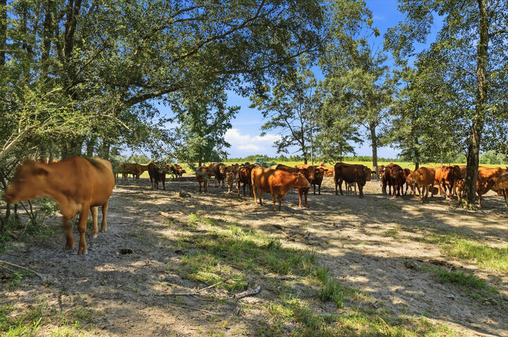Property Photo: 520 Acres US Hwy 331 N FL 32433