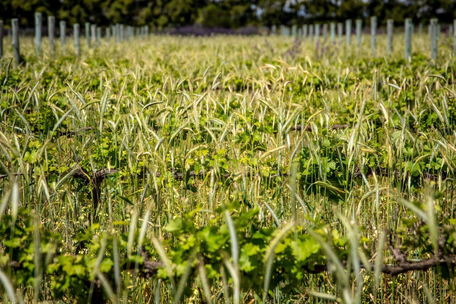 Property Photo: 10925 248 Street Lot P BC V2W 1G7