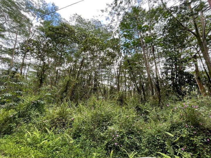 Property Photo:  Plumeria Rd  HI 96778 