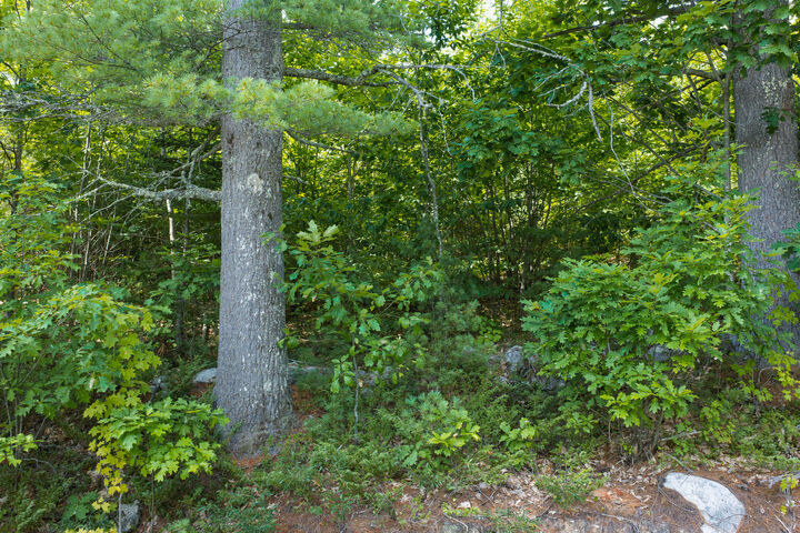 Property Photo:  Lot 1 Bell Hill Road  ME 04270 