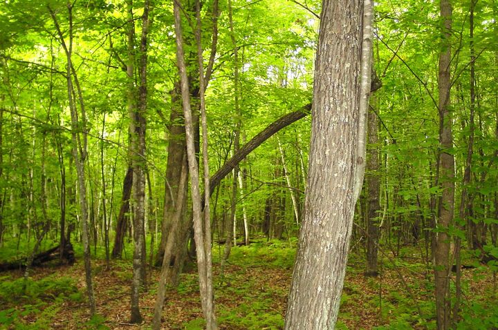 Property Photo:  80 Acres On Bailey Road  WI 54819 