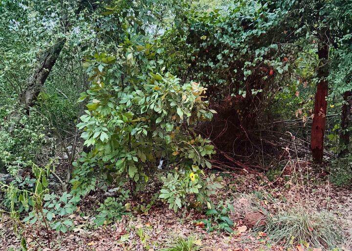 Property Photo:  Lot 25 Lee Summit  Dr.  AR 72202 