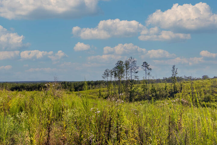 Property Photo:  Tract 3 Highway 0036  GA 31836 
