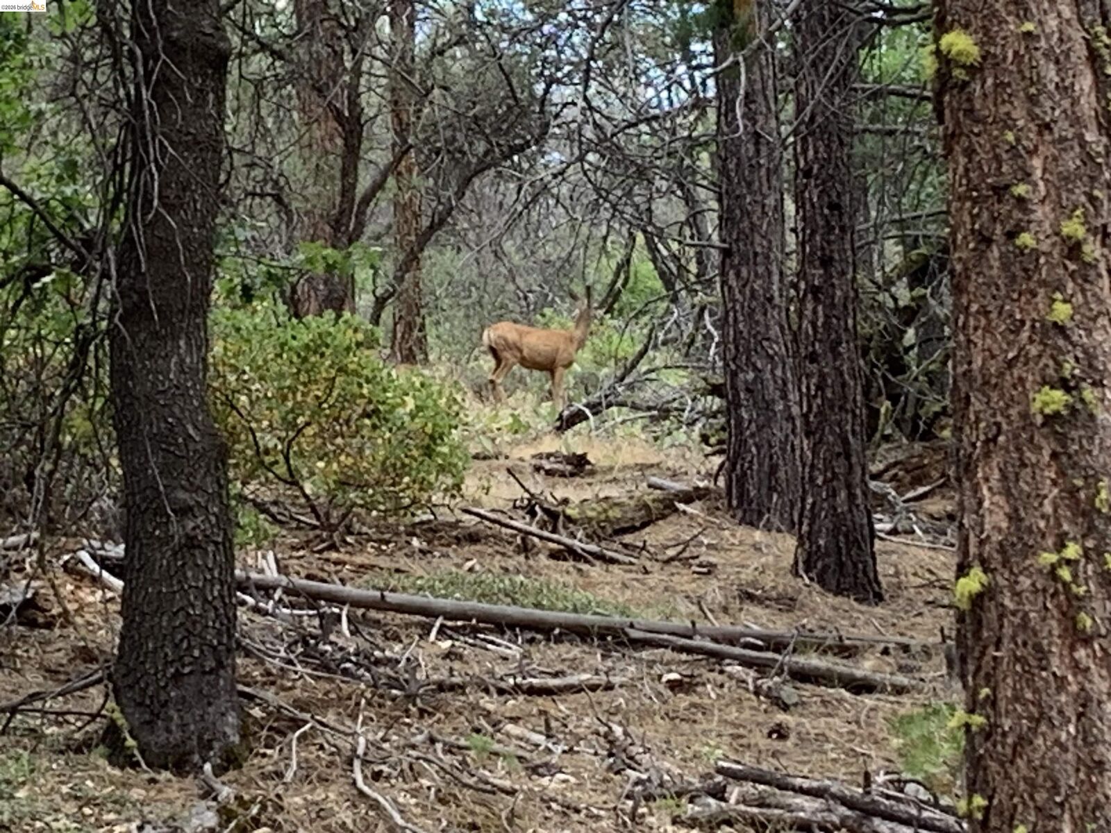 Property Photo: 00000 McClelland CA 96009