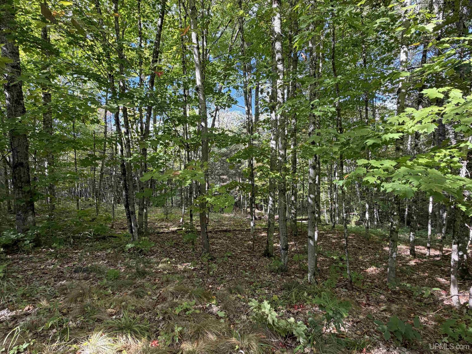 Property Photo:  W 40 +/- Acres 2116 US 41 Highway  MI 49861 