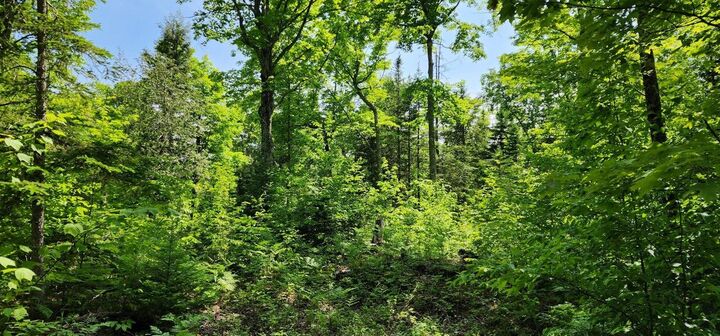 Property Photo: 80 W Trophy Ln MI 49745