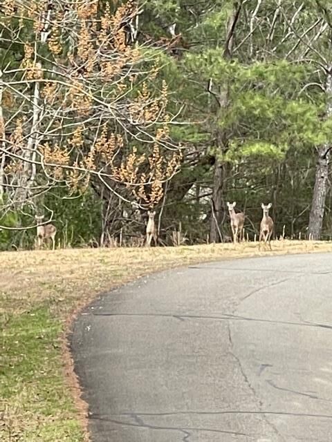 Property Photo:  Lt 33 Buck Creek Road  GA 30540 