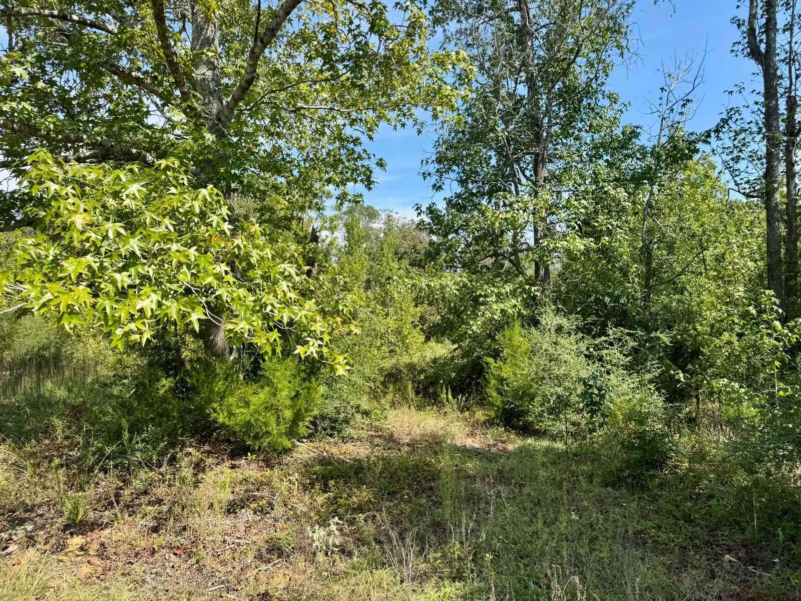 Property Photo: Tract 1 Private Rd 8385 TX 77660-9999
