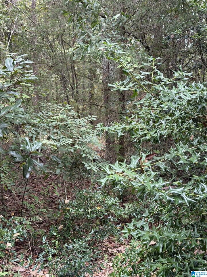 Property Photo: 0 Dearmanville Road 0 AL 36207