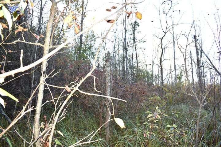 Property Photo: V/L 20.9ac Butler Road MI 49721