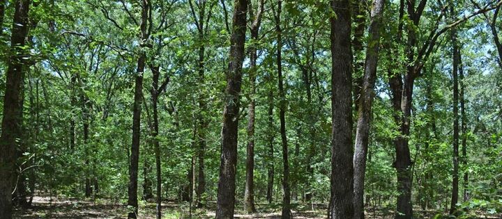 Property Photo:  000 Pecan Bend  TX 75561 