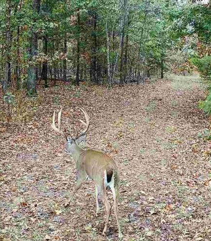 Property Photo: 114 Acres Styles Road MO 64854