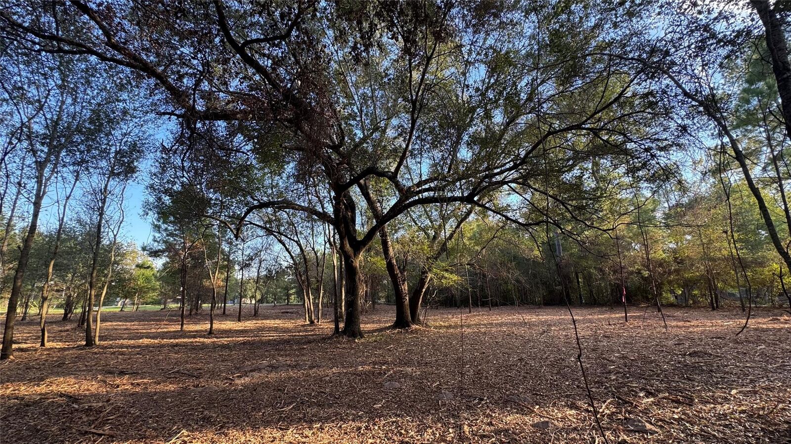 Property Photo:  Tbd Fm 1791  TX 77873 