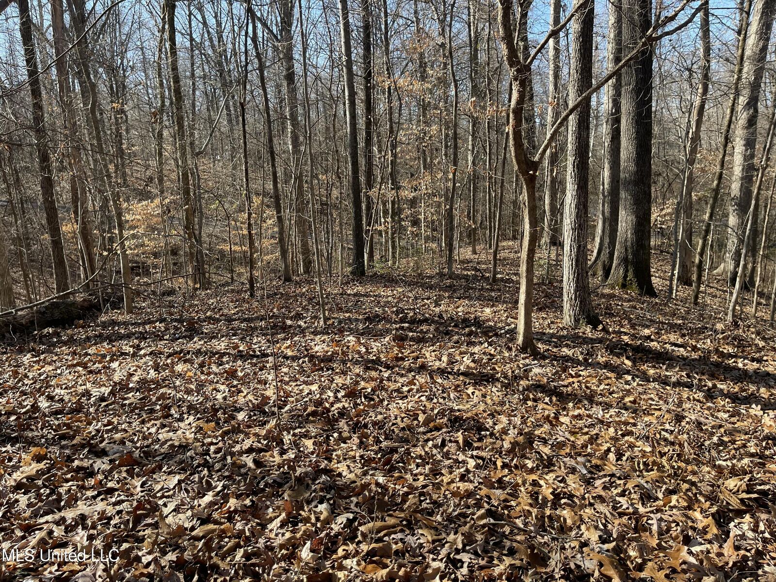 Property Photo: 2311 Pocahontas Cove MS 38632