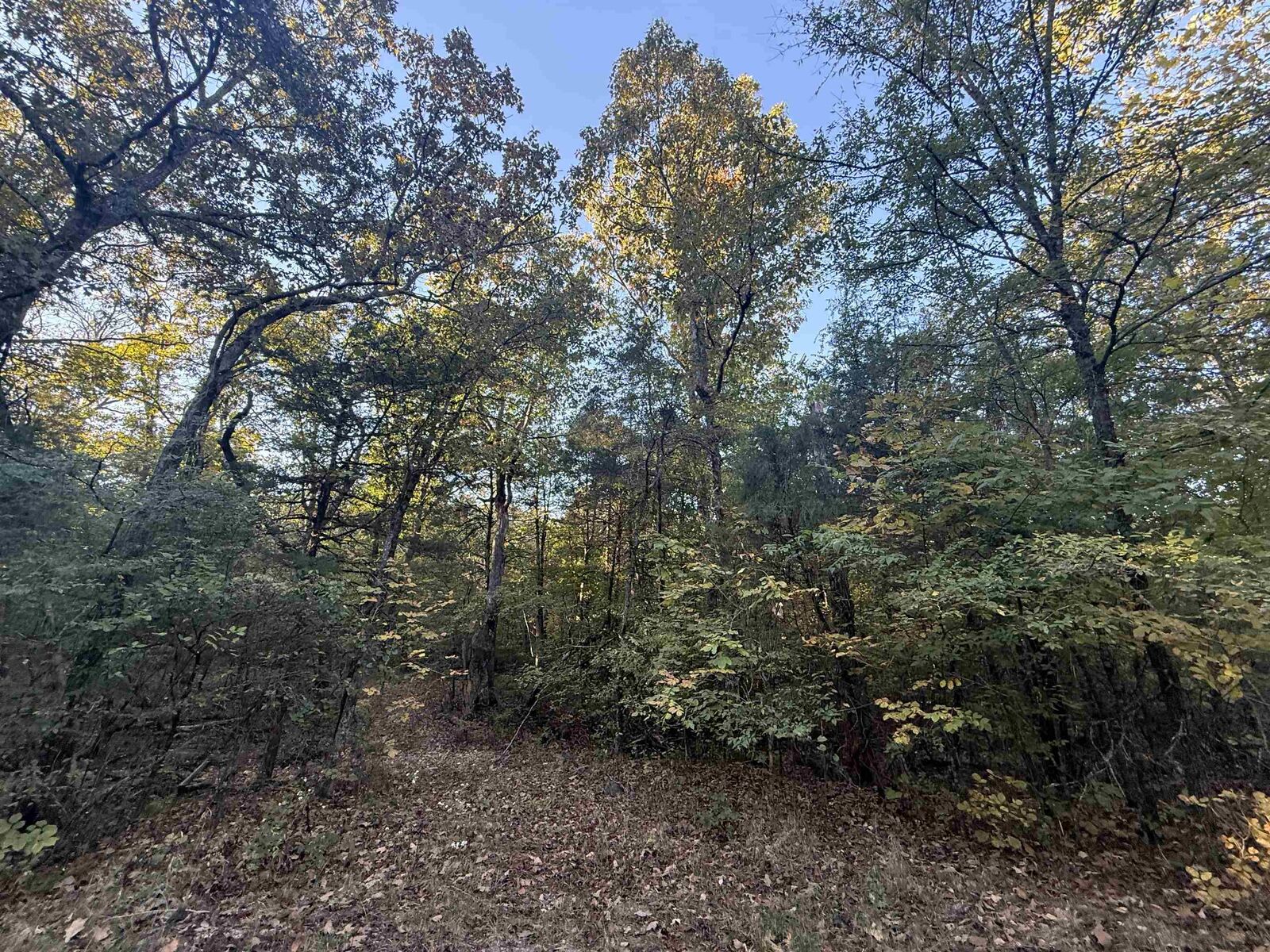 Property Photo: Tbd 56 Highway AR 72569